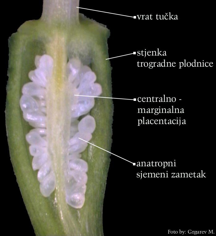 Narcissus pseudonarcissus L. - uzduni presjek plodnice