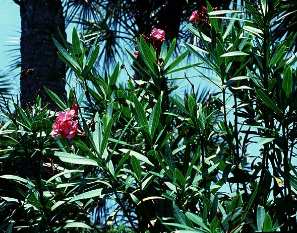 Nerium oleander L. - oleandar