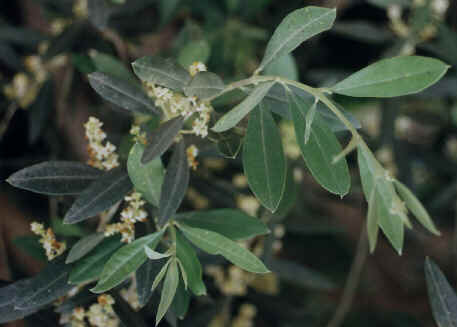 Olea sp. - maslina