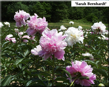 Paeonia sp. - bour