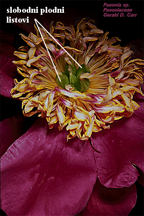 Paeonia sp. - cvijet odozgo