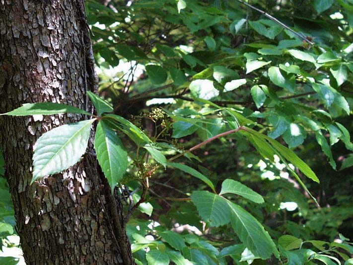 Parthenocissus quinquefolia (L.) Planch. - peterodijelna lozika