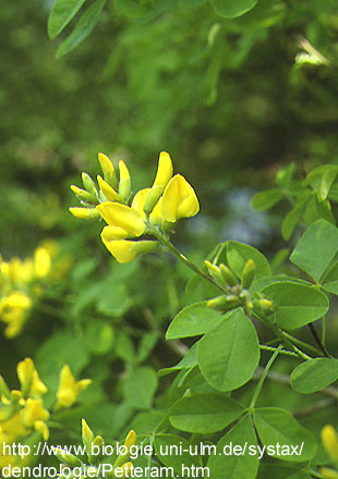 Petteria ramentacea (Sieber) C. Presl. - cvat-grozd