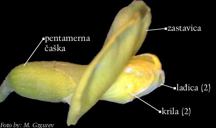 Petteria ramentacea (Sieber) C. Presl. - cvijet sa strane