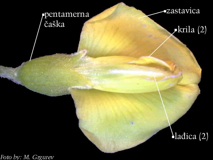 Petteria ramentacea (Sieber) C. Presl. - cvijet odozdo