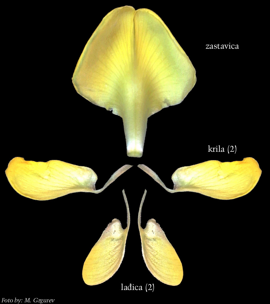 Petteria ramentacea (Sieber) C. Presl. - rastavljeno ocvijee