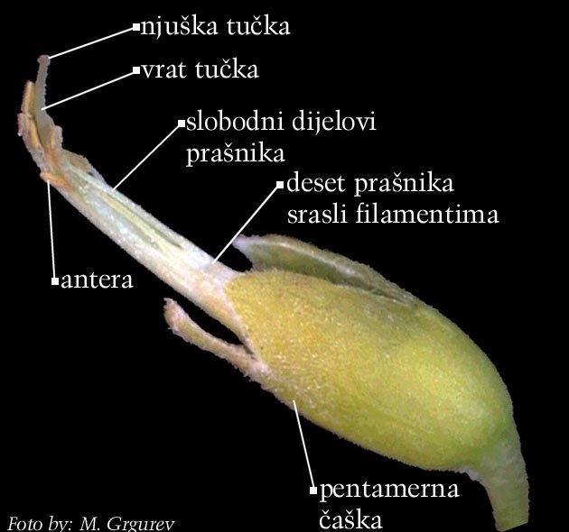 Petteria ramentacea (Sieber) C. Presl. - cvijet s uklonjenim vjenčićem