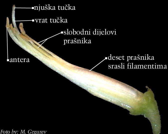 Petteria ramentacea (Sieber) C. Presl. - cvijet s potpuno uklonjenim vjeniem