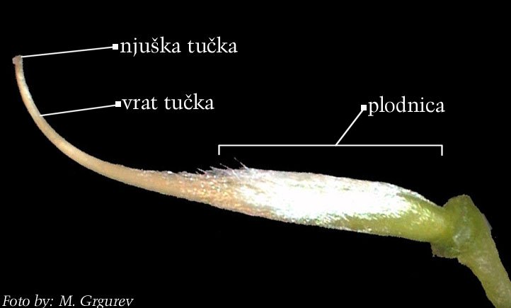 Petteria ramentacea (Sieber) C. Presl. - plodnica