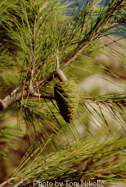 Pinus sp. - bor