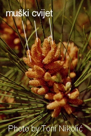 Pinus sp. - skupina mukih cvjetova
