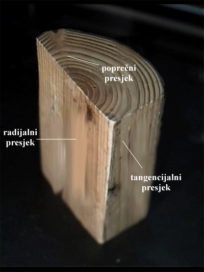 Pinus sp. - isjeak grane