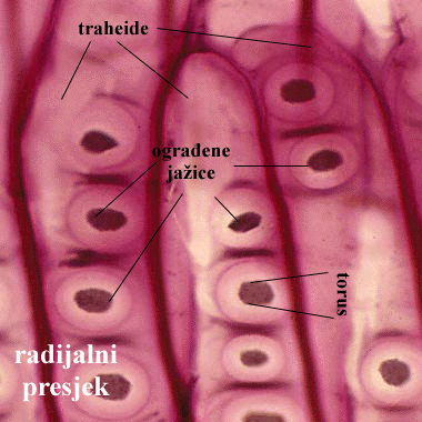 Pinus sp. - radijalni presjek grane