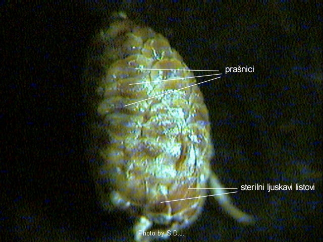 Pinus sp. - muki cvijet