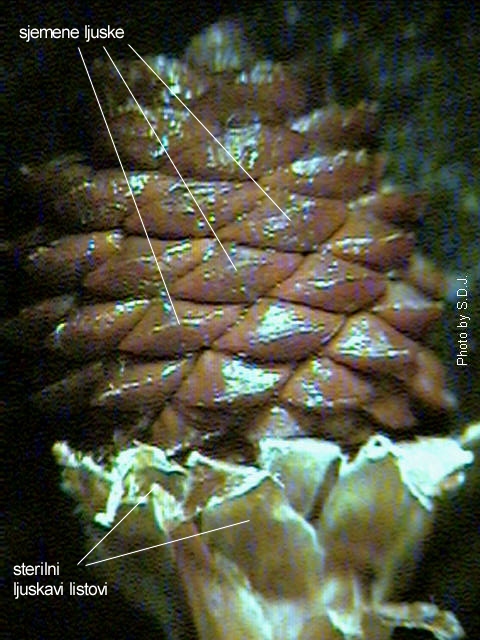 Pinus sp. - eer