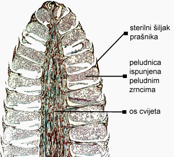 Pinus sp. - uzduni presjek mukog cvijeta