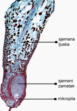 Pinus sp. - uzduni presjek sjemene ljuske