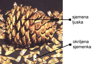 Pinus sp. - trogodinji eer sa sjemenkama
