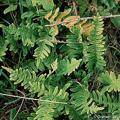 Polypodium vulgare L. - obična oslad