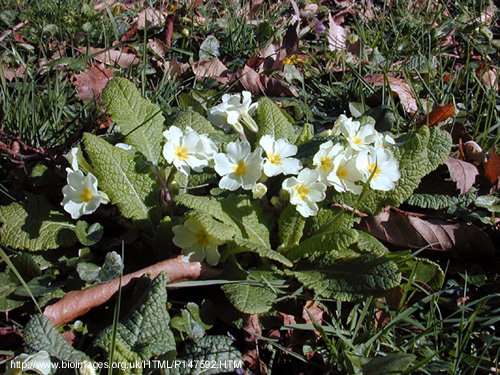 Primula vulgaris Huds. - rani jaglac