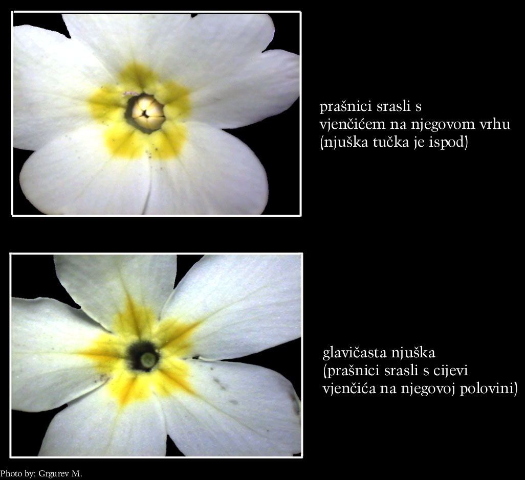Primula vulgaris Huds. - cvijet odozgo - usporedba dva razliita morfoloka oblika