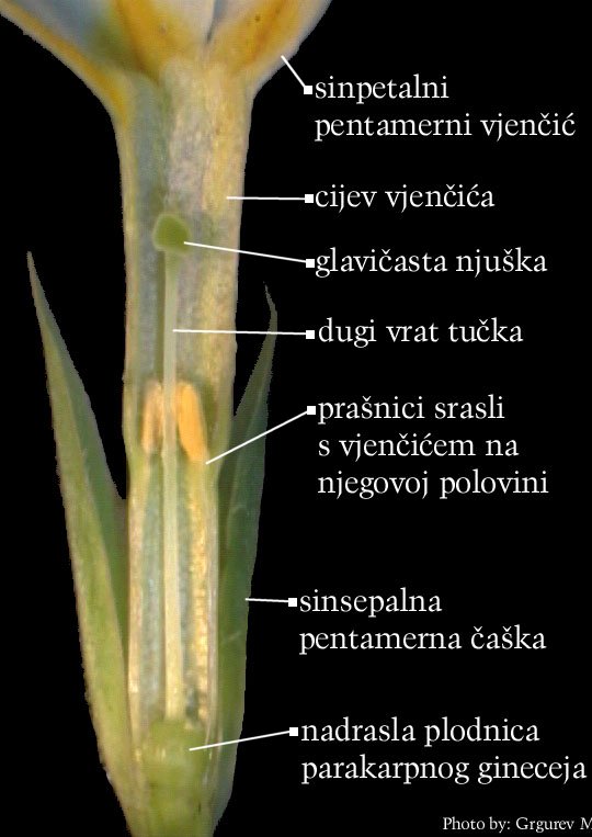 Primula vulgaris Huds. - uzduno otvoreni cvijet, 1. morfoloki oblik