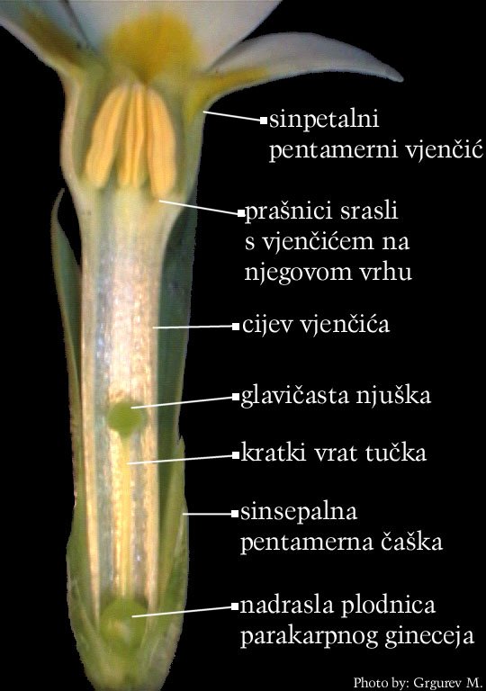 Primula vulgaris Huds. - uzduno otvoreni cvijet, 2. morfoloki oblik