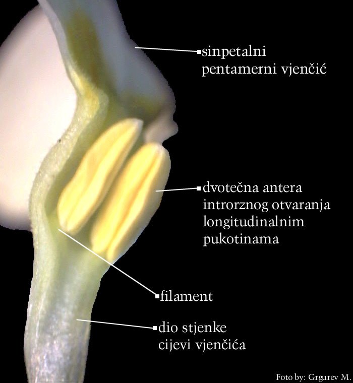 Primula vulgaris Huds. - dio vjenia s pranikom