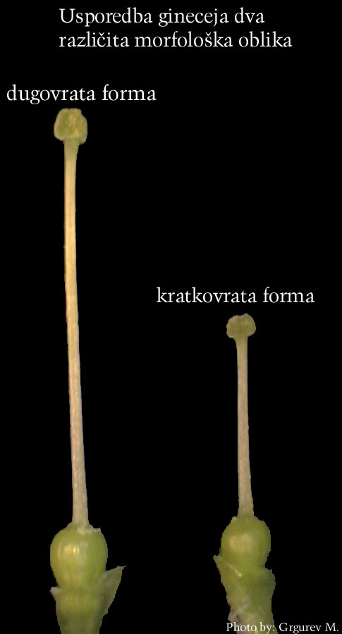 Primula vulgaris Huds. - ginecej - usporedba dva razliita morfoloka oblika