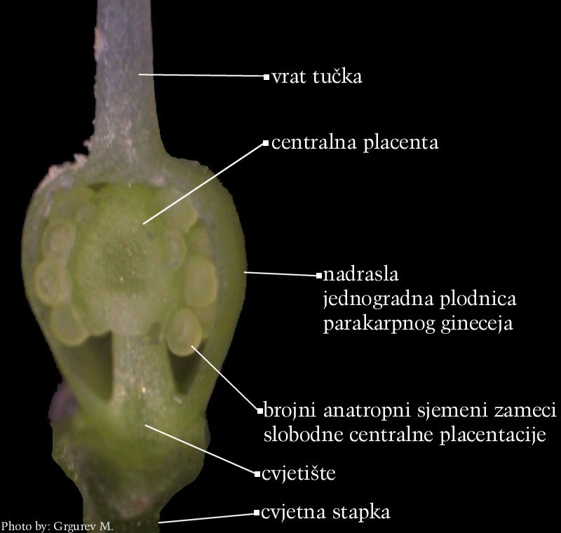 Primula vulgaris Huds. - uzduni presjek plodnice