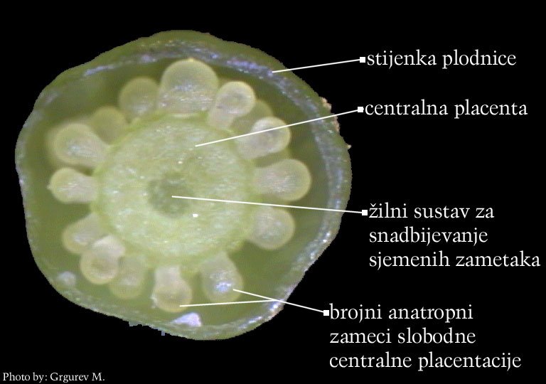 Primula vulgaris Huds. - popreni presjek plodnice