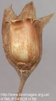 Primula vulgaris Huds. - plod-tobolac