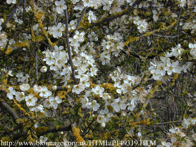 Prunus sp. - ljiva