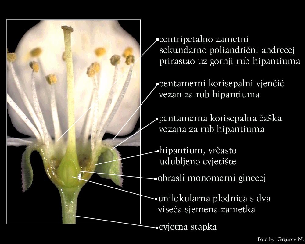 Prunus sp. - uzduni presjek donjeg dijela cvijeta, hipantium i plodnica 