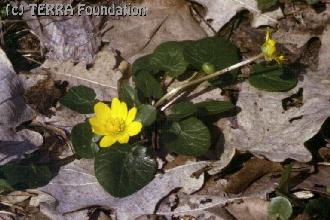 Ranunculus ficaria L. - zlatica