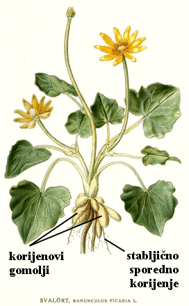 Ranunculus ficaria L. - korjenov gomolj