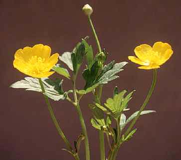 Ranunculus repens L. - puzavi abnjak