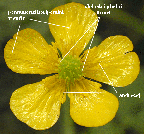 Ranunculus repens L. - cvijet odozgo