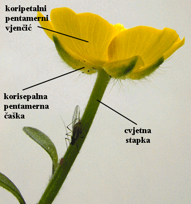 Ranunculus repens L. - cvijet sa strane