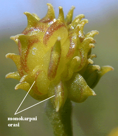 Ranunculus repens L.  - ginecej apokarpni