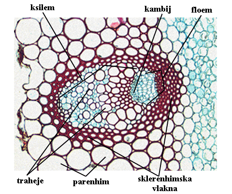 Ranunculus repens L.  - otvorena kolateralna ila