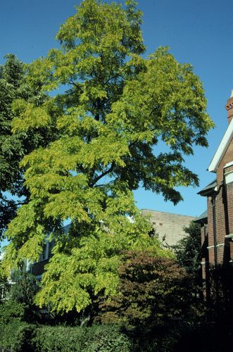 Robinia pseduacacia L - mirisavi bagrem