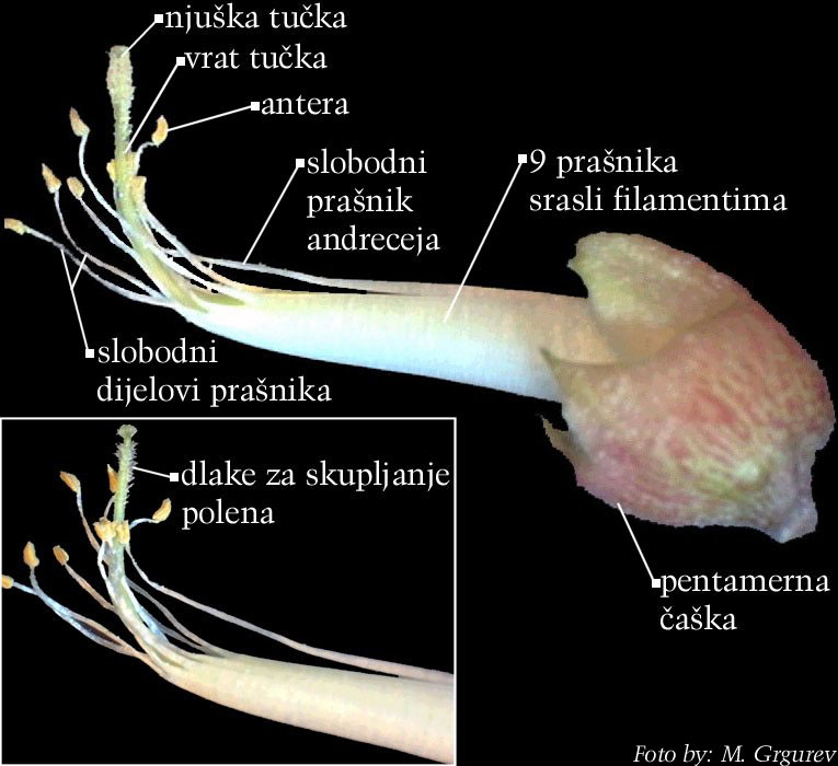 Robinia pseduacacia L - cvijet s uklonjenim vjeniem