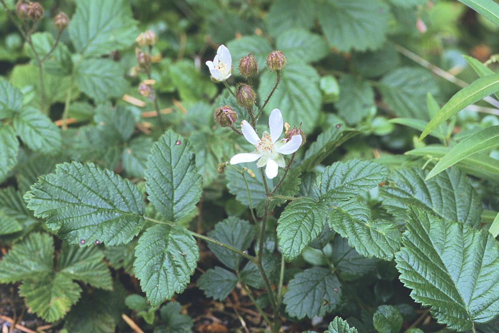 Rubus sp. - kupina