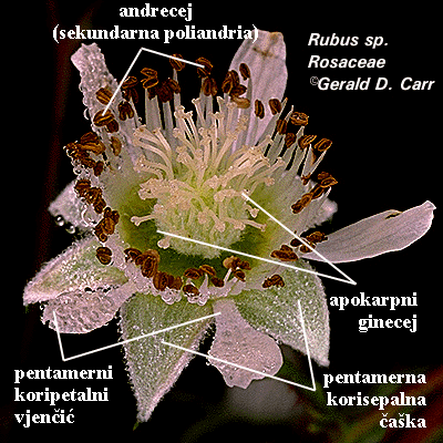 Rubus sp. - cvijet odozgo