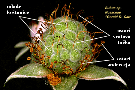 Rubus sp. - zbirna kotunica - odozgo