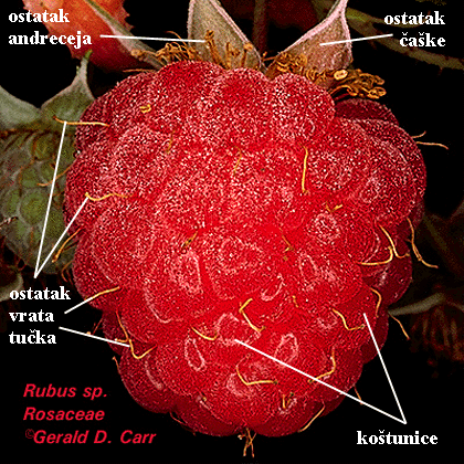 Rubus sp. - zbirna kotunica