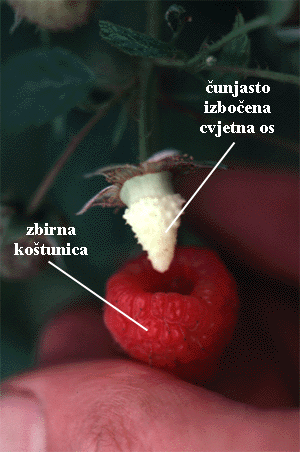 Rubus sp. - zbirna kotunica - unjasta cvjetna os