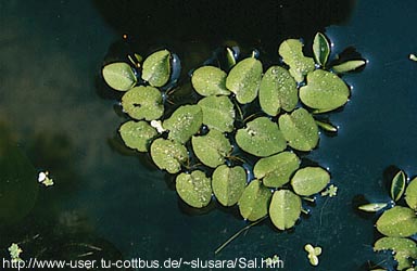 Salvinia natans (L.) All. - plivajua nepaka