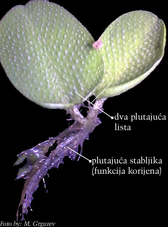 Salvinia natans (L.) All. - habitus